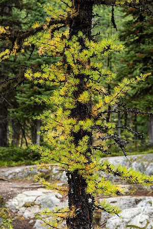 Lake O'Hara 2025