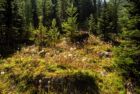 Lake O'Hara 2025