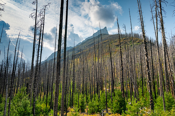 Waterton Glacier National Park
