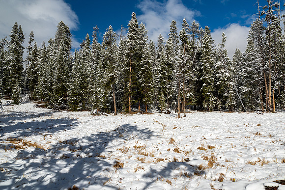 Yellowstone National Park 2025