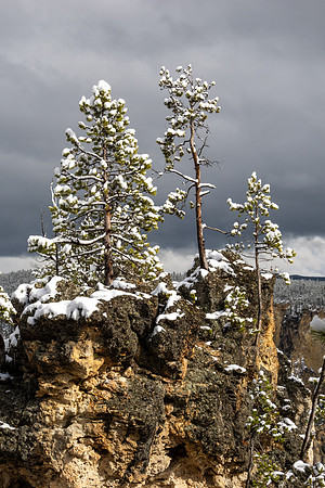 Yellowstone National Park 2025
