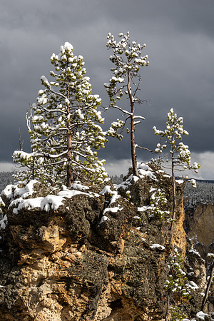 Yellowstone National Park 2025