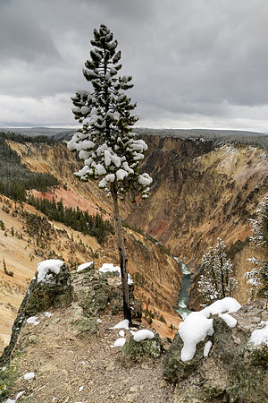 Yellowstone National Park 2025