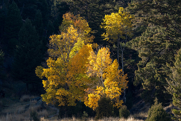 Yellowstone National Park 2025