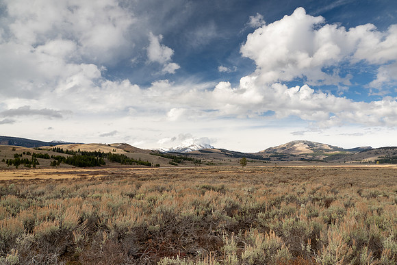 Yellowstone National Park 2025