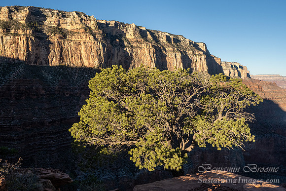 Arizona 2021