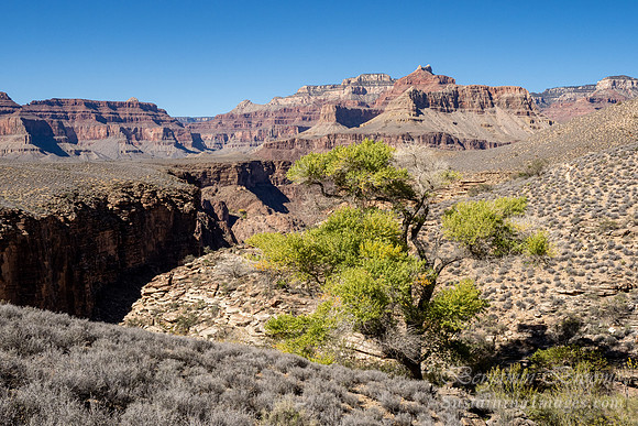 Arizona 2021