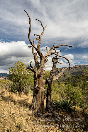 Arizona 2026