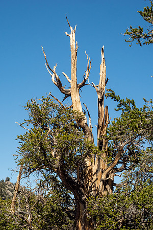 Ancient Bristlecone Pine Forest
