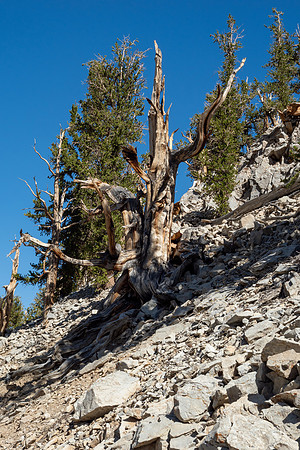 Ancient Bristlecone Pine Forest