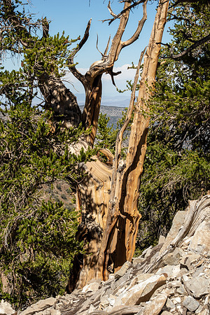 Ancient Bristlecone Pine Forest