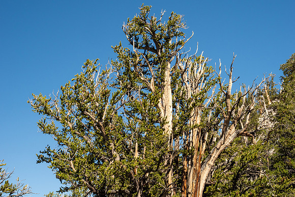 Ancient Bristlecone Pine Forest