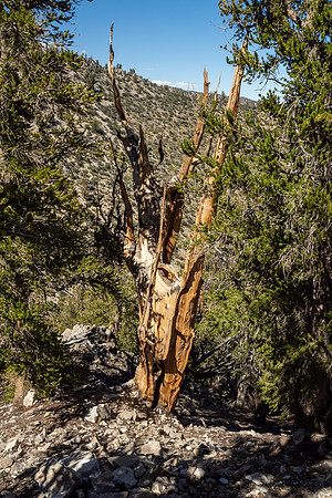 Ancient Bristlecone Pine Forest