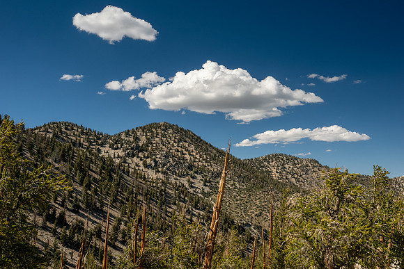 Ancient Bristlecone Pine Forest