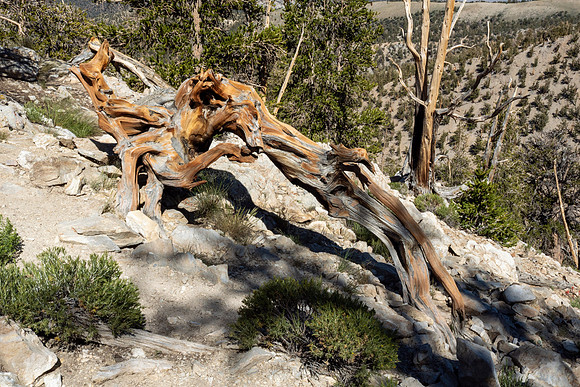 Ancient Bristlecone Pine Forest
