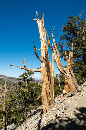 Ancient Bristlecone Pine Forest