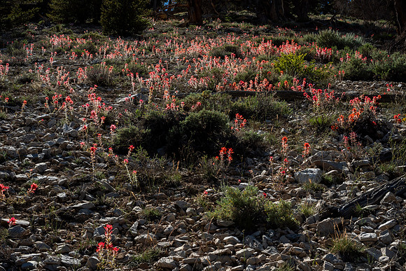 Ancient Bristlecone Pine Forest