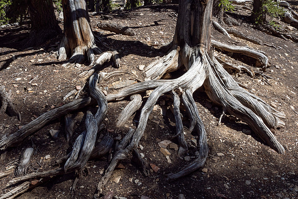 Ancient Bristlecone Pine Forest