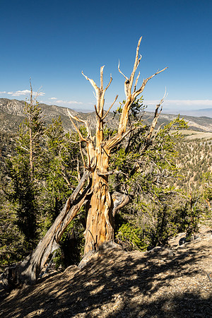 Ancient Bristlecone Pine Forest