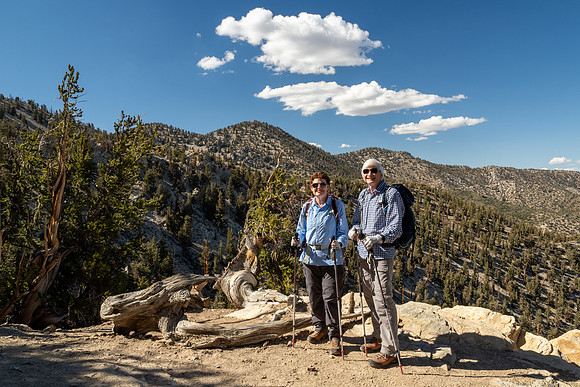 Ancient Bristlecone Pine Forest