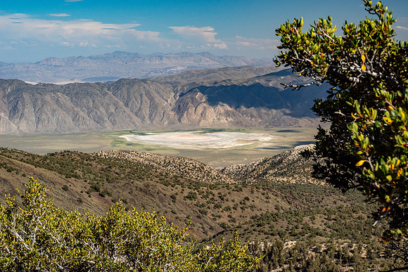 Ancient Bristlecone Pine Forest
