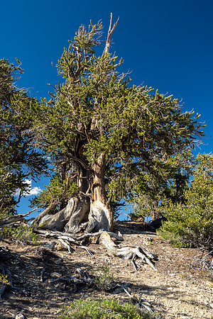 Ancient Bristlecone Pine Forest