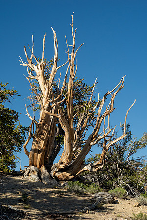 Ancient Bristlecone Pine Forest