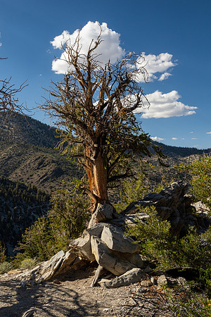 Ancient Bristlecone Pine Forest