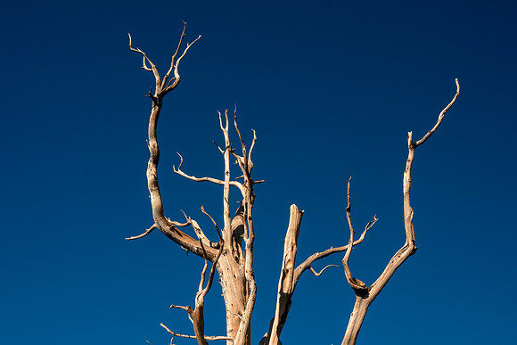 Ancient Bristlecone Pine Forest