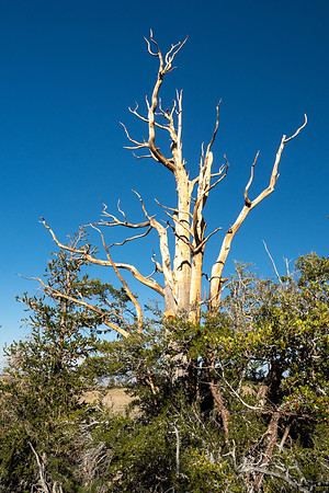 Ancient Bristlecone Pine Forest