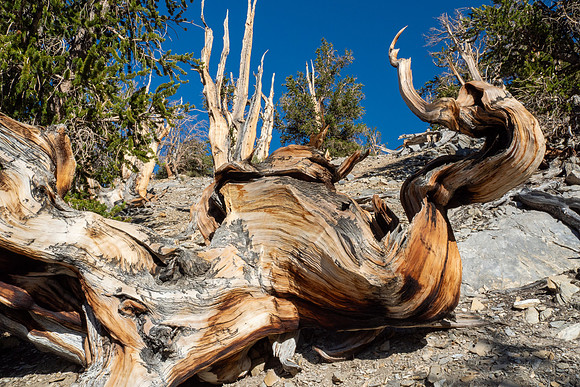 Ancient Bristlecone Pine Forest