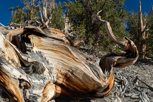 Ancient Bristlecone Pine Forest