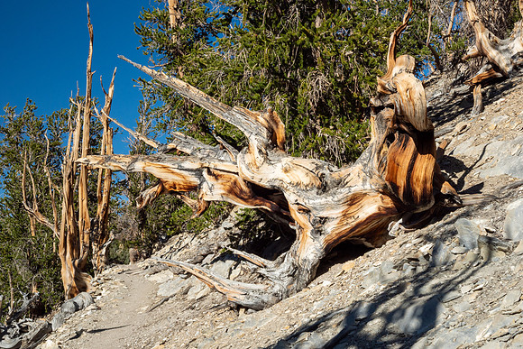 Ancient Bristlecone Pine Forest