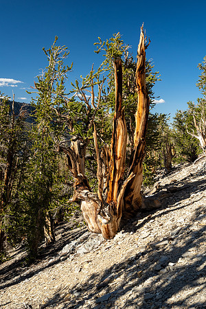 Ancient Bristlecone Pine Forest