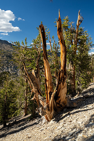 Ancient Bristlecone Pine Forest