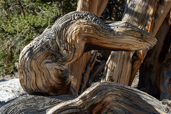 Ancient Bristlecone Pine Forest