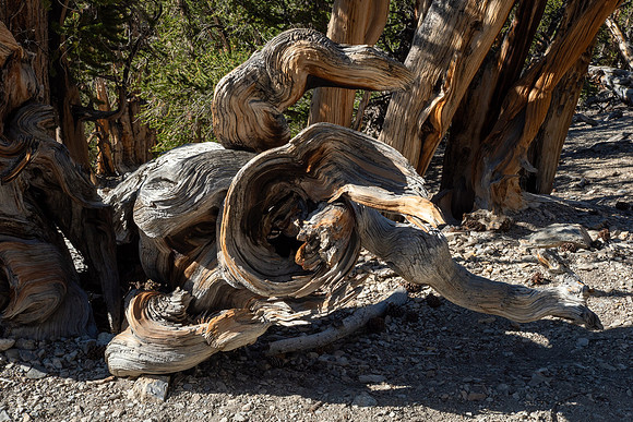 Ancient Bristlecone Pine Forest