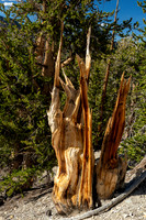 Ancient Bristlecone Pine Forest - Methuselah Trail