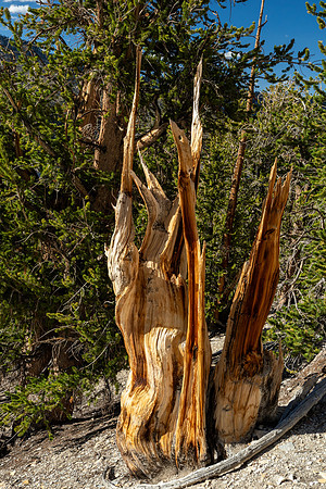 Ancient Bristlecone Pine Forest