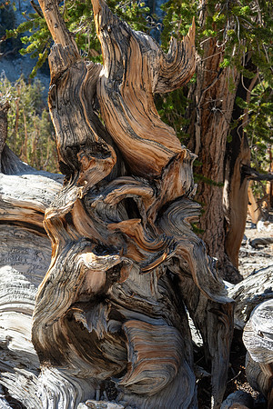 Ancient Bristlecone Pine Forest
