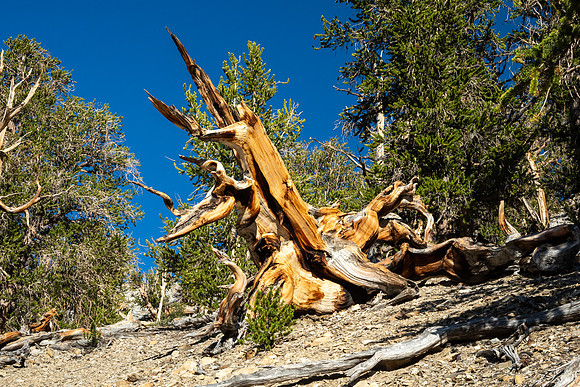 Ancient Bristlecone Pine Forest