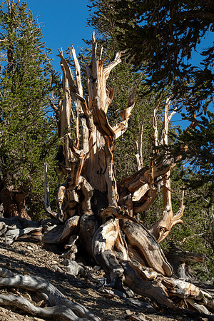 Ancient Bristlecone Pine Forest