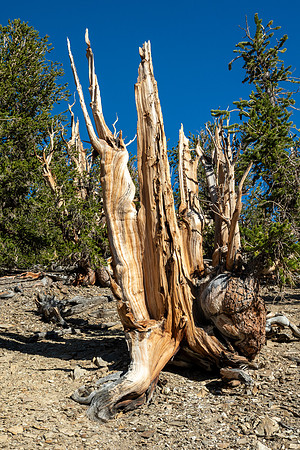 Ancient Bristlecone Pine Forest