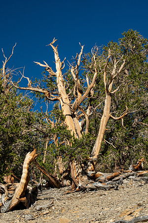 Ancient Bristlecone Pine Forest