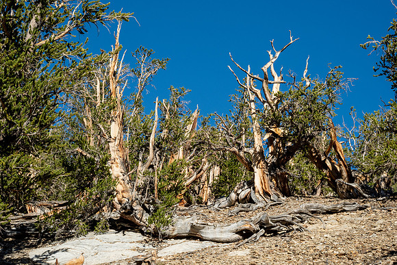 Ancient Bristlecone Pine Forest