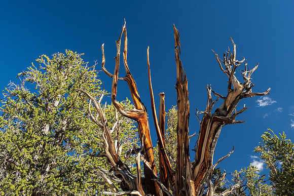 Ancient Bristlecone Pine Forest