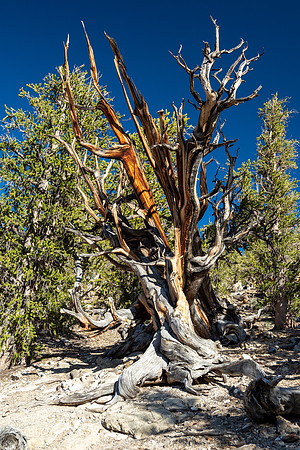 Ancient Bristlecone Pine Forest