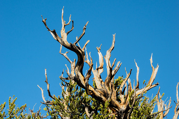 Ancient Bristlecone Pine Forest