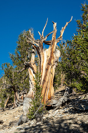 Ancient Bristlecone Pine Forest