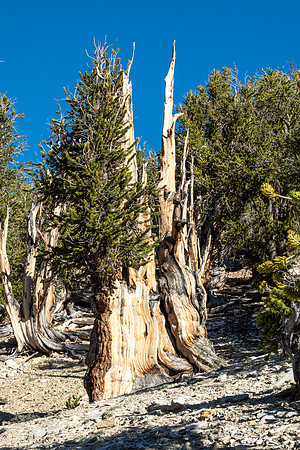 Ancient Bristlecone Pine Forest